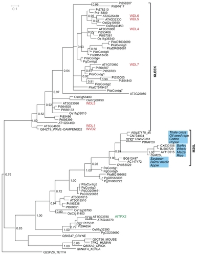 Figure 3 Phylogenetic tree made with all the available and newly found eukaryotic proteins containing a TPX2 domain. The Bayesian posterior probability is indicated by numbers to the right of the edge in question. The clades with M20L proteins and KLEEK motif are marked. Genes with reported phenotypes in Arabidopsis are marked in red (CitationYuen et al 2003). The gene noted as AtTPX2 by (CitationPerrin et al 2007) is annotated in green.
