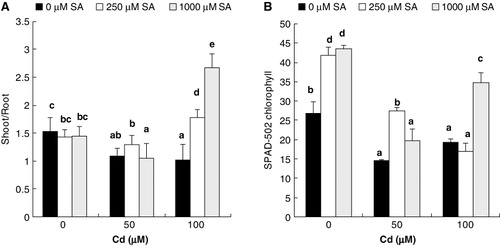 Figure 1. The effects of 8-h pretreatment with SA on shoot/root ratio (A) and SPAD chlorophyll value (B) in flax plantlets after 10 days of exposure to Cd stress. Values are the means of five replicates experiments ± SE. Bars with different letters are statistically different at (P ≤ 0.05).