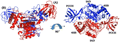 Fig. 7. Overall Structure of N-terminal domains of human ubiquitin E1.Notes: Schematic diagram of the structure of the N-terminal domains of human E1, and the right figure is the view of the left structure by a 90° rotation around a horizontal axis. A and B are two molecules in the same crystallographic asymmetric unit.