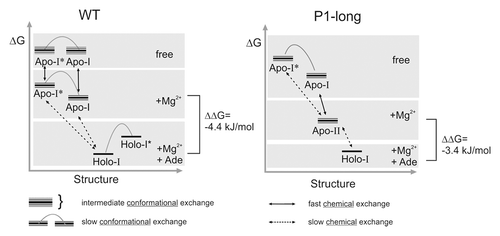 Figure 8. Schematic energy-structure diagram for Mg2+ and adenine dependent equilibria of the wild-type (left) and P1-long (right) aptamer domains.