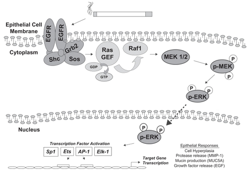 Figure 1 The ERK1/2 pathway in airway epithelial cell responses to cigarette smoke. Cigarette smoke exposure has been shown to activate the EGFR in lung epithelial cells. Following dimerization and autophosphorylation of EGFR, a cascade of adaptor molecules and GTPases leads to the recruitment of Raf1 to the plasma membrane and its activation. Raf1 is a MAP kinase kinase kinase, which phosphorylates the MAP kinase kinase MEK1/2. MEK1/2 activation leads to phosphorylation of ERK1/2 MAP kinase, which can translocate to the nucleus and phosphorylate transcription factors which bind to regulatory elements in the promoters of target genes, inducing their expression. Transcription factors that are phosphorylated by ERK1/2 include Sp1, Ets1, AP-1, and ELK-1. Cigarette smoke-mediated activation of this cascade in lung epithelial cells is associated with hyperplasia, MMP-1 expression, MUC5AC expression, and release of EGF ligand. The list of transcription factors and cell responses is not comprehensive.