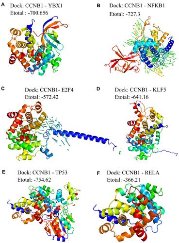 Figure 5 Molecular docking between pivot regulators and the bridge genes in the module. Docking of CCNB1 with (A) YBX1, (B) NFKB1, (C) E2F4, (D) KLF5, (E) TP53, or (F) RELA.