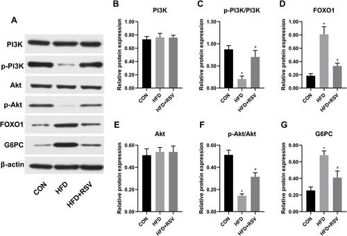 Figure 4 Relative protein expression of PI3K-Akt signal pathway proteins in the liver in resveratrol-treated insulin resistance model mice. (A) Western blot of PI3K-Akt signal pathway molecules. Quantitative data for PI3K (B), p-PI3K/PI3k (C), FOXO1 (D), Akt (E), p-Akt/Akt (F), G6PC (G). Data are the mean ± SD (n = 3). *P < 0.05 vs CON, #P < 0.05 vs HFD (one-way ANOVA with LSD or Tamhane’s test).