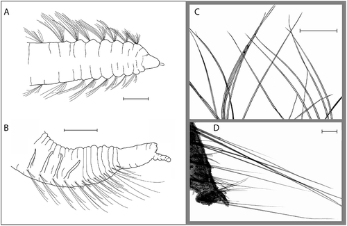 Figure 5. Ophelina opisthobranchiata Wirén, Citation1901 (R/V ‘H. Mosby’, stn 85.01.12.1). A, anterior part of body, dorsal view; B, posterior part of body with anal tube, lateral view; C, capillary setae from mid-body setiger; D, capillary setae from posterior setigers. Scale bars: A,B, 0.5 mm; C,D, 100 μm.