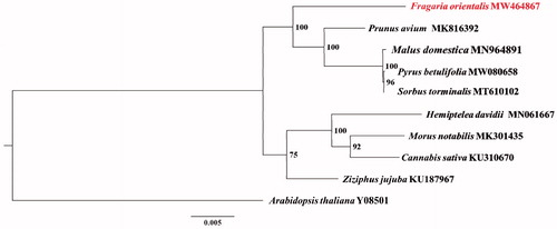 Figure 1. The phylogenetic tree of 10 plant mitochondrial genomes based on 12 common protein-coding genes using Arabidopsis thaliana as an out-group. The number on each node indicates the bootstrap value.