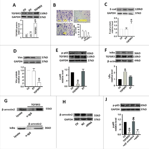 Figure 4. Effect of over-expression of TGFBR3 on migration, EMT and NF-κB activity in CAL-27 cells. CAL-27 cells were transfected for 24 h with 1 µg/ml of plasmid encoding TGFBR3. EV represents empty vector (1 µg/ml of pc-DNA3.1 plasmid)-transfected CAL-27 cells. (A) TGFBR3 expression was determined by western blot analysis and the average band densities from three independent experiments are shown. (B) Scale bars, 10 µm. TGFBR3 overexpression inhibits migration in CAL-27 cells. Following plasmid transfection, cells were subjected to Transwell migration. (C, D) The EMT-related markers, E-cadherin (E-cad) and Vimentin (Vim) were up-regulated and down-regulated after TGFBR3 over-expression for 24 h, respectively. (E) Transient increases in TGFBR3 expression decreased p-p65 expression. (F) Transient increases in TGFBR3 expression resulted in concomitant increases in IκBα expression. (G) TGFBR3 interacts with β-arrestin 2; β-arrestin 2 interacts with IκBα. (J) CAL-27 cells transiently transfected with β-arrestin 2 siRNA. (H) TGFBR3 overexpression decreased p-p65 expression, and co-transfection of TGFBR3 and β-arrestin 2 siRNA resulted in an increase in phosphorylation of p65. Data are presented as mean ± standard deviation following three independent experiments. *p < 0.05 vs. control; # p < 0.05 vs. TGFBR3.