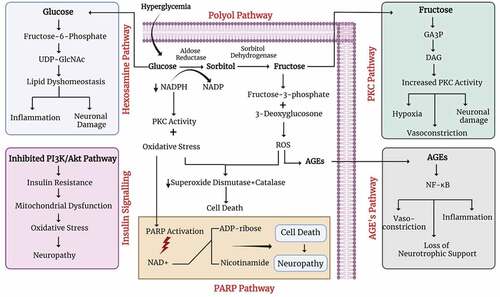 Figure 3. Pathways implicated in diabetic peripheral neuropathy.