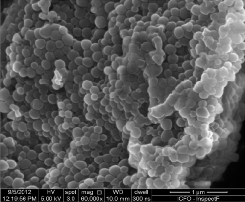 Figure S3 Scanning electron microscopy analysis of PLGA-PEG-POD NPs.Abbreviations: NPs, nanoparticles; PEG, polyethyleneglycol; PLGA, poly(lactic-co-glycolic acid); POD, peptide for ocular delivery.