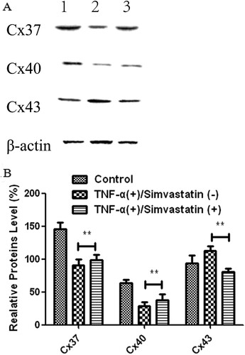 Figure 6. Cx37, Cx40 and Cx43 proteins were differentially expressed in HUVECs in different treatment groups. A: Western blots. 1: Control, 2: TNF-α (+)/Simvastatin (−), 3: TNF-α (+)/Simvastatin (+). B: qRT-PCR results showing relative transcript levels. Data presented are means ± SEM, n = 6, **P < 0.01 versus only TNF-α treatment group.