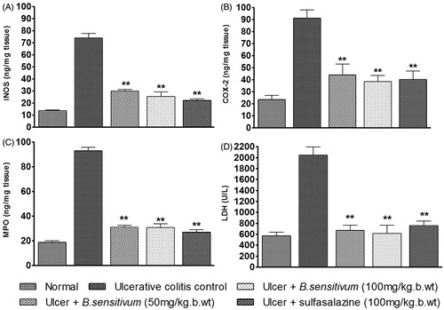 Figure 6. Effect of B. sensitivum (50 and 100 mg/kg b wt) and sulfasalazine (100 mg/kg b wt) on colonic inducible nitric oxide synthase (iNOS), cyclooxygenase-2 (COX-2), myeloperoxidase (MPO), and serum lactate dehydrogenase (LDH) level of rats with acetic acid-induced ulcerative colitis. Treatments were administered once daily for 5 consecutive days before induction of colitis. Values shown are mean ± SD. Values were significantly different from ulcerative colitis (no-drug-treated) control (**p < 0.01).