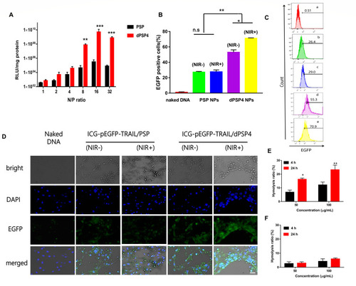 Figure 8 Transfection effciencies of nanoparticles in 4T1 cells. RLU value is the measured value of luciferase in total cellular protein (mg) (A). Percentages of transfected cells for naked pEGFP-TRAIL (a) and the nanoparticles of ICG-pEGFP-TRAIL with PSP (b NIR- and c NIR +) and dPSP4 (d NIR- and e NIR+) quantified by flow cytometry analysis in 4T1 cells at 24 hours (B and C). Data represents mean ± SD (n=3). After changing the fresh medium, 4T1 cells were treated with or without 808 nm NIR at 1.5 W/cm2 for 3 minutes, and expression of EGFP was observed by CLSM after continuous culture (D). Hemolysis detection of PEI (E) and dPSP4 (F). Scale bar = 20 μm. Asterisks indicate statistically significant differences (*p< 0.05, **p< 0.01, ***p<0.005, n.s, no significance).