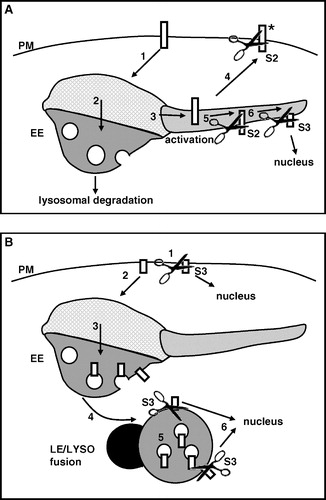 Figure 4. Models to explain the endocytic requirement of Notch in the signal-receiving cell for signal activation. A) Following ligand activation, full-length Notch at the plasma membrane (PM) may be endocytosed (1) and targeted to the early endosome (EE) where it may be sorted on a down-regulatory lysosomal degradative pathway, limiting signal activation (2) (Wilkin et al. [Citation2004]). Alternatively, it may be directed to the recycling region of the early endosome (3). Notch may then be recycled back to the cell surface in a modified form (*) competent for S2 cleavage and activation (4). Alternatively, full-length Notch may encounter and be a target of the TACE metalloprotease and undergo S2 cleavage within the endosomal compartment (5). The membrane-tethered NICD may then be recycled back to the plasma membrane prior to S3 cleavage (see Figure 4B). Alternatively, it may encounter Presenilin and undergo S3 cleavage within the endocytic compartment (6). The released soluble Notch intracellular domain then translocates to the nucleus and activates transcription. B) Membrane-tethered Notch intracellular domain may be located at the plasma membrane, either following S2 cleavage at the plasma membrane, or, as described above, following S2 cleavage in an endosomal compartment and recycling to the cell surface. S3 cleavage by Presenilin may then occur at the cell surface (1). However, a recent report (Gupta-Rossi et al. [Citation2004]) indicates that membrane tethered NICD requires endocytosis for activation (2). Endocytosed, membrane-tethered NICD may then be sorted to and activated in the recycling endosome (See Figure 4A). Alternatively, it may be sorted to the late endosome (LE) (3) and, following vesicle fusion (4), may be delivered to the lysosome (LYSO). In the latter case, depending on its ubiquitination status, it may either be sorted to the internal lumens of the LE and subsequently be degraded by lysosomal proteases (5), or, remain on the limiting membrane of the LEs and be delivered to the outer limiting membrane of the lysosome (6). It may then be cleaved by the Presenilin present in the limiting membrane of the lysosome (Pasternak et al. [Citation2003]) to release soluble NICD for transport to the nucleus.