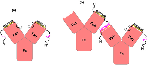 Figure 7. A schematic representation of the unique interactions of the 11H9 mAb with the ePG-1 polypeptide containing two epitopes. (a) the 2:1 (PG:11H9) complex is formed preferentially when the two combining sites of 11H9 are occupied by the high-affinity epitope EDLPGEED (shown in black circles), especially when the concentration of ePG-1 is higher than or equal to the 2:1 stoichiometry. With a concentration of ePG-1 at the 1:1 (PG:11H9) ratio, the same 2:1 (PG:11H9) complex is formed for 25% of the 11H9 concentration while 50% of 11H9 forms a 1:1 (PG:11H9) complex via the high-affinity epitope. The fraction of unoccupied 11H9 (25%) interacts with the low-affinity secondary epitope, e.g. DDPLGEED, exposed in the 2:1 (PG:11H9) complex (shown in pink), leading to differential HSQC signal perturbations of residues around this site (SupplFig. S4). Such a 2:1 (PG:11H9) complex can also be formed on SPR sensor chips with the ePG-1 polypeptide immobilized via its His-tag binding to surface-conjugated anti-His antibodies (see Materials and Methods), leading to the extremely slow rate of dissociation of 11H9 mAb from the sensor chip surface (Fig. 1b and SupplFig. S1B), (a) with a concentration of ePG-1 lower than the 2:1 stoichiometry, the insufficient spacing provided by ~ 22 residues between the high-affinity and low-affinity epitopes in ePG-1 favors intermolecular cross-linking or aggregation of the 1:1 PG:11H9 species, as evidenced by turbidity and precipitation in ePG-1/11H9 samples prepared at ~ 2:1 and ~ 1:1 ratios for the concentrations of ePG-1 and 11H9, respectively (see SupplFig. S4 for further details). The 2:1 (PG:11H9) complex species shown in (A) is also present in these (2:1 and 1:1) samples as detected by both 1H/Citation15N-HSQC (SupplFig. S4C/D/E/F) and by size-exclusion chromatography (SupplFig. S5) after removing the cross-linked and insoluble 11H9 aggregates by centrifugation.