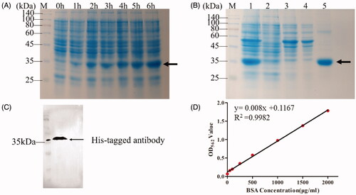 Figure 3. Identification of the fusion protein tTF-EG3287. (A) Analysis of different induction time (0–6 h) of the fusion protein tTF-EG3287 by Coomassie-stained SDS-PAGE. (B) Purification of the fusion protein. The proteins were purified from E. coli by use of nickel column chromatography. Shown is a crude lysate (Lane1), column flow-through (Lane2), wash (Lane3,4), and elution(Lane5) for the fusion protein tTF-EG3287. (C) Western blot analysis of the purified fusion protein samples, using an anti-His-Tag antibody. (D) The standard curve of the BCA assay.