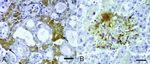 Figure 3.  3A: Intense immunopositive reactions in the cytoplasm of the tubules in the kidney (arrows, young bird). Immunohistochemistry. Bar = 30 µm. 3B: Severe immunopositive reactions in the liver (arrows, adult bird). Immunohistochemistry. Bar = 30 µm.