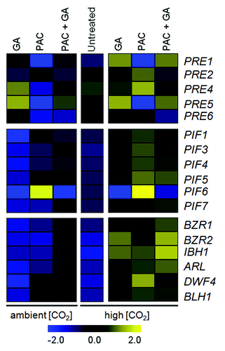 Figure 1. Expression pattern of PREs, PIFs and BR-related genes in shoots of Arabidopsis plants treated with PAC and/or GA4+7 grown at 350 (left) or 750 (right) µmol CO2 mol-1 as determined by quantitative RT-PCR. The color scale represents the Log2 fold change values of expression changes compared with control (blue, reduced; yellow, increased). For plants treated at ambient [CO2], non-treated plants were used as control. For untreated plants at high [CO2], the relative expression is shown as compared with ambient [CO2] while expression data for plants treated at high [CO2] were normalized to non-treated plants at elevated [CO2]. Data represent means of three independent biological replicates. Heatmap was generated with the MultiExperiment Viewer (MeV) software (www.tm4.org/mev). AGI codes: PRE1 (AT5G39860); PRE2 (AT5G15160); PRE4 (AT3G47710); PRE5 (AT3G28857); PRE6 (AT1G26945); PIF1 (AT2G20180); PIF3 (AT1G09530); PIF4 (AT2G43010); PIF5 (AT3G59060); PIF6 (AT3G62090); PIF7 (AT5G39860); BZR1 (AT1G75080); BZR2 (AT1G19350); IBH1 (AT2G43060); ARL (AT2G44080); DWF4 (AT3G50660); BLH1 (AT2G35940).