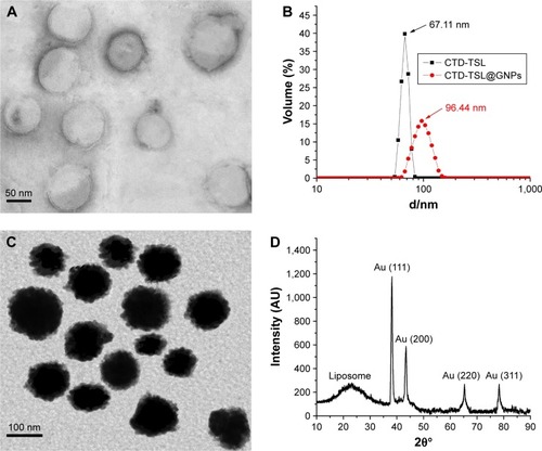 Figure 2 Characterization of CTD-TSL and CTD-TSL@GNPs.Notes: (A) TEM image showing the bilayered structure of the CTD-TSL. (B) DLS measurements of the CTD-TSL and CTD-TSL@GNPs, CTD-TSL had a narrow size distribution with a median diameter of 67 nm and CTD-TSL@GNPs had a broader size distribution with a median diameter of 96 nm. (C) TEM image showing the gold-coated structure of CTD-TSL@GNPs. (D) XRD spectrum of CTD-TSL@GNPs demonstrating the presence of GNP crystal features in the structure.Abbreviations: AU, arbitrary units; CTD, cantharidin; CTD-TSL, CTD-encapsulated TSL; CTD-TSL@GNPs, CTD-encapsulated TSLs coated with GNPs; DLS, dynamic light scattering; GNPs, gold nanoparticles; TEM, transmission electron microscopy; TSL, thermal-sensitive liposome; XRD, X-ray diffraction.