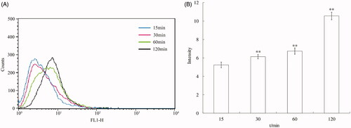 Figure 8. (A) The flow cytometry images of the endocytosis of ORI-NCs at 15, 30, 60 and 120 min. (B) The intracellular intensity of the internalized ORI-NCs in MDCK cells. **p< 0.01 versus the previous time.