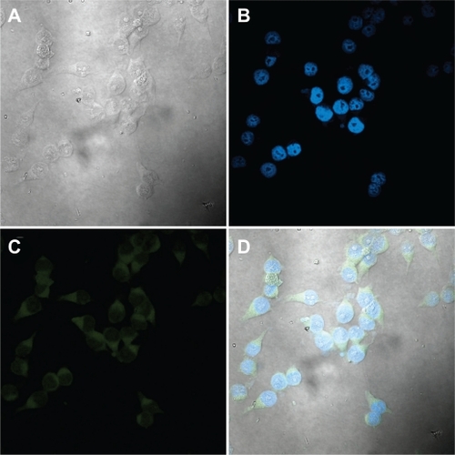 Figure 12 Confocal micrographs of KU-7 cells incubated for 2 hours with NCC/CTAB/fluorescein nanocomplexes with a NCC/CTAB/fluorescein concentration of 0.25 mg/mL. A) White light image of KU-7 cells. B) Staining of the nuclei with DAPI. C) Fluorescein in the cytoplasm. D) An overlay of images B and C.Abbreviations: CTAB, cetyl trimethylammonium bromide; DAPI, 4′,6-diamidino-2-phenylindole; NCC, nanocrystalline cellulose.