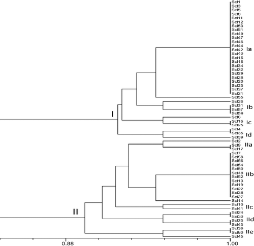 Figure 1. Un-weighted pair group method with arithmetic mean (UPGMA) dendrograms showing the genetic relationships between the 60 isolates of Sclerotinia sclerotiorum based on RAPD markers.