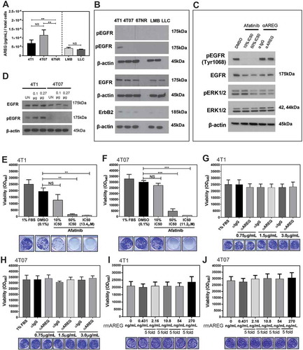 Figure 6. Murine mammary carcinoma cells secrete AREG in vitro but are not sensitive to EGFR or AREG inhibition. (a) AREG is secreted by several murine tumour cell lines in vitro. Data are from three independent experiments performed in triplicate analyzed using a Student’s two-tailed t-test ** p ≤ 0.01. (b) Expression of EGFR, phospho-EGFR, and ErbB2 by cell lines in vitro. (c) EGFR signaling is reduced in 4T1 cells (1% FBS) treated with high doses of afatinib, but not in cells treated with 0.75µg/mL αAREG. (d) pEGFR expression is increased by 4T1 cells in a dose dependent manner after 2 hours of culture with 0.1µg or 0.27µg rmAREG. The survival of 4T1 (d) and 4T07 (e) cells was decreased in a dose dependent manner by treatment with afatinib, but use of a neutralizing antibody against AREG did not impact 4T1 (f) or 4T07 (g) viability. Culture of 4T1 (h) and 4T07 (i) cells with 5-fold increasing concentrations of rmAREG did not impact cell proliferation in vitro. The lowest concentration of rmAREG (0.431ng/mL) used in culture was selected as an average of the AREG produced by the 4T1 and 4T07 cell lines, as measured by ELISA. Clonogenic data are from three independent experiments analyzed using Student’s two-tailed t-test * p < 0.05, ** p ≤ 0.01, *** p ≤ 0.001.