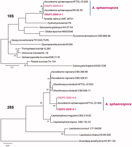 Figure 1. Phylogenetic tree based on ML analysis of 18S and 28S sequences for Ascodesmis sphaerospora CNUFC-DDS14-1 and A. sphaerospora CNUFC-DDS14-2. The sequences of Caloscypha fulgens, Peziza succosa, and Smardaea amethystina were used as outgroups. Bootstrap support values of ≥50% are indicated at the nodes. The bar indicates the number of substitutions per position.