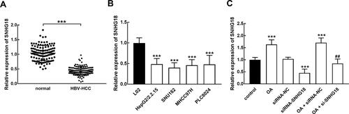 Figure 2 SNHG18 expression in HBV-associated HCC. (A and B) The significant downregulation of SNHG18 was observed in HBV-associated HCC tissues (A) and cells (B). (C) OA dramatically enhanced the expression of SNHG18 and reversed its knockdown induced by siRNA transfection. ***p < 0.001 relatives to the normal tissues and cells. ##p < 0.01 relative to the transfection of siRNA-SNHG18.