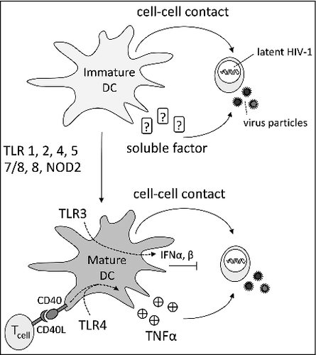 Figure 1. DC-mediated purging of latency. Immature DCs are able to revert HIV-1 latency in primary T cells upon cell-cell contact or via secretion of an unknown soluble natural LRA. Purging latent HIV-1 can also be achieved with mature DCs stimulated with TLR 1,2,4,5,7/8,8 or NOD2. TLR3 stimulated DCs probably can revert latency, but additional production of IFNα and β negate latency reversion capacities.Citation23 DCs can revert latency via secretion of TNFα. This can be achieved by stimulating DCs with TLR4 or upon contact with T cells in a CD40/CD40-ligand dependent manner.Citation8
