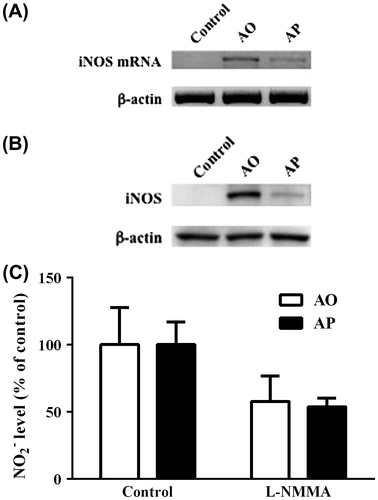 Fig. 4. Levels of iNOS mRNA and protein in RAW264.7 cells stimulated with AO or AP.
