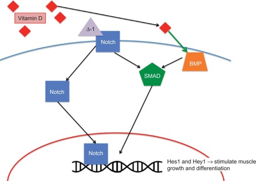 Figure 2 Potential effects of vitamin D on muscle cell differentiation and proliferation.Abbreviation: BMP, bone morphogenetic protein.