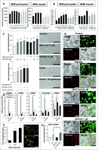 Figure 6 (See previous page). Oleic acid and AP5258 differentially modulate adipogenesis and lipogenesis depending on presence or absence of insulin. (A) Oleic acid and FAT/CD36 inhibitor promote survival and/or proliferation of 3T3L1-derived adipocytes (D11), and (B) increase lipid contents. Cells were plated in 96-wells plates, induced to differentiate then were treated with either oleic acid as positive control, or AP5258 at several doses during 3 d, then lipogenesis was measured using Cytation 3 with AdipoRed (fluorescence counts), then fixed and labeled with Hoechst 33258 for nucleus counting (sum of 3 areas per well, magnificence x4). Since cell survival was influenced by treatments, effective lipogenesis was adjusted to the ratio of cells in each well, i.e. ratio per well of AdipoRed fluorescence (mean of 5 counts) versus nucleus number (sum of 3 areas), n = 8 wells per condition. Results are presented as mean values ± SD; asterisks represent significant Student test-t p-values <0 .05). (C) Oleic acid and FAT/CD36 inhibitor AP5253 promote adipogenesis of 3T3L1 one day after induction of differentiation in a dose-dependent manner (Upper panel) and AP5258 activity is comparable to that of normal differentiating media containing Rosiglitazone and insulin (Lower panel). Lipid content measured with AdipoRed (green label) were normalized to nuclei counts with Hoechst (Red label). Results are presented as mean values ± SEM with Student's significant p-values<0.05 represented as asterisks. Corresponding merge images of bright field, AdipoRed and Hoechts labeled cells are presented in the right panel, magnification x20, scale bar = 100 μm. (D) Microscope imaging of 3T3L1 adipocytes D11 treated during 3 d in bright field, labeled with AdipoRed (green), with Hoechst 33258 (red) and corresponding merge images taken on Cytation3 platform, magnification x20. Scale bars= 100 μm. (E) Transcriptional regulation of CIDEA, CIDEC, FAT/CD36 and FABP4 genes by oleic acid (left panel) and AP5258 (right panel) in D9 3T3L1 adipocytes treated during 24 h, in absence or in presence of insulin. Gene transcripts were analyzed by qRT-PCR and fold changes of treated vs. control samples were normalized to absolute HPRT gene transcription analysis. Data are presented as mean values ± SD with asterisks indicating significant Student's t-test p-values P < 0 .05. (F) Humans ASCs exposed to oleic acid increase their rate of differentiation. Human ASCs were exposed to several doses of oleic acid during 9 d, then were induced to differentiate during 5 d. Lipid content was measured using AdipoRed (green label) and normalized to nuclei number measured with Hoechst (Red label). Data are presented as representative experiment with mean values of 8 wells ±SEM with significant Student's t-test p-values P < 0.05 as asterisks on the left panel, and AdipoRed / Hoechst merged images taken at identical acquisition parameters (right panel; scale bar = 100 μm). (G) Comparatively to mouse 3T3L1 cell line, human dA (D10 treated 3 during 3 d) are promoted to increase lipid contents in the presence of oleic acid (10 μM) and favored by AP5258 (1 μM). Lipid contents measured with AdipoRed were normalized to Nuclei counts with Hoechst. Data presented are representative experiment with mean values of 8 wells ±SEM with significant Student's t-test p-values P < 0.05 as asterisks.