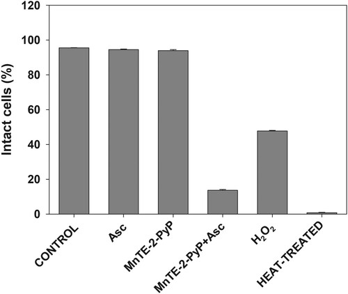 Figure 6. Effect of MnP/ascorbate treatment on plasma membrane integrity.Note: Loss of membrane integrity of pII cells after MnP + ascorbate treatment. Cells were incubated for 24 h with the listed compounds. Plasma membrane permeability was determined by propidium iodide staining and flow cytometer. Data are presented as mean ± S.D.