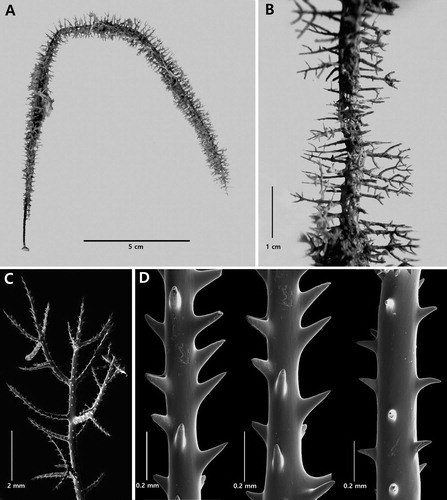 Figure 12. Stylopathes stenotes n. sp., holotype NIWA 16047: A, corallum; B, close-up lateral view of middle of corallum; C, arrangement of subpinnules; D, sections of pinnules (C–D from schizoholotype, USNM 1174712/SEM stub 294).