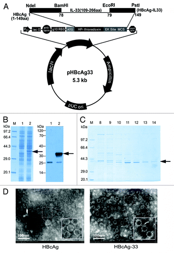 Figure 1. Expression and assembly of rHBcAg-33. (A) The map of recombinant plasmid pHBcAg33. (B) SDS-PAGE analysis (left panel) and immunoblotting with anti-IL-33 (right panel) identification for the expression of chimeric protein HBcAg-33; Arrows point to recombinant HBcAg-33. Lane 1: bacteria without induction; lane 2: bacteria after induction with IPTG . (C) Samples from Optiprep gradient ultracentrifugation were analyzed by 12% SDS-PAGE. (D) Prepared VLPs were photographed using a transmission electron microscope (original magnification is 30.0k×), and a bar representing 100 nm is shown. Small panels present magnified VLPs (magnification is about 60.0k×) showing the difference on the surface between the 2 VLPs.