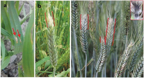 Fig. 1 Head and leaf blast symptoms on triticale plants under field conditions; (a) typical eye-shaped lesions on triticale leaf with white centre surrounded by brown margin; (b) & (c) partially bleached triticale spikes with dark grey to black pigmented infection points on rachis (inset)
