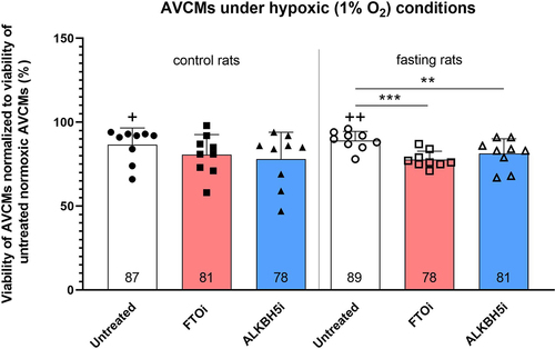 Figure 7. Effect of ALKBH5 and FTO inhibition on hypoxic tolerance of AVCMs isolated from control and fasting rats. Values are means ± SD; n = 9; ** p < 0.01; *** p < 0.001 (one-way ANOVA); + p < 0.05 compared to normoxic untreated AVCMs; ++ p < 0.01 compared to normoxic untreated AVCMs. ALKBH5i – ALKBH5 inhibitor; AVCMs – adult rat left ventricular cardiomyocytes; FTOi – FTO inhibitor.