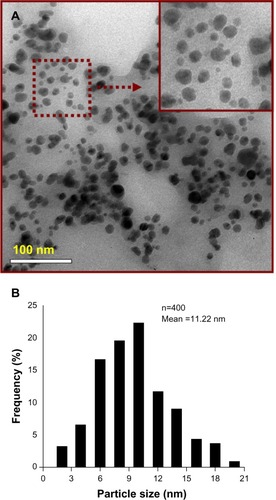 Figure 6 (A and B) Morphologic characteristics. (A) TEM image and (B) particle-size distribution of AH-AgNPs synthesized via Agrimoniae herba extract and AgNO3.Abbreviations: TEM, transmission electron microscopy; AH-AgNPs, Agrimoniae herba-conjugated Ag nanoparticles.
