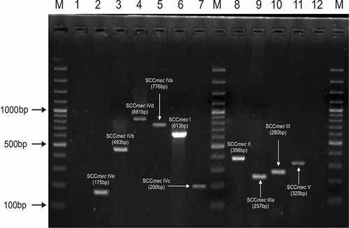 Figure 2 Gel electrophoresis pattern for identification of SCCmec types and subtypes by multiplex PCR for clinical isolates of MRSA. Lane 1 is negative control. Lanes 2 represents SCCmec type IVe (175bp); lane 3 represents SCCmec type IVb (493bp); lane 4 represents SCCmec type IVd (881bp); lane 5 represents SCCmec type Iva (776bp); lane 6 represents SCCmec type I (613bp); lane 7 represents SCCmec type IVc (200bp); lane 8 represents SCCmec type II (398bp). SCCmec type III a (257bp); lane 10 represents SCCmec III type (280bp) and lane 11 represents SCCmec type V (325bp). Lane 12 is empty. M is the 100 bp DNA ladder (Thermo Scientific).