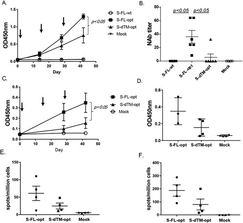 Figure 2. Pilot immunogenicity study of codon optimized and wild type S-expressing DNA vaccines. Individual mouse (A–B, N = 6 per group) or monkey (C–F, N = 4 per group) received three DNA immunizations as indicated by arrows using the gene gun delivery approach. The mock group received the empty DNA vaccine vector as the negative control. ELISA titers are shown as the average OD of each group (A, C) or end titration titers at the peak level Day 42 (D). Neutralizing antibody responses (NAb) (B) or IFN-γ (E) and for IL-4 (F) T cell responses are shown from each animal at the peak level on Day 42.