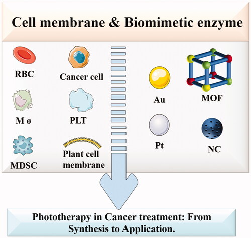 Figure 1. Overview of the biomimetic camouflage-based phototherapy for cancer treatment.