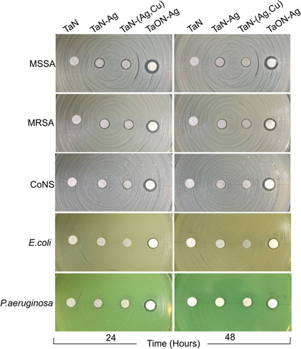 Figure 1 TaON-Ag exhibits excellent ability to inhibit bacterial growth in comparison with TaN, TaN-Ag, and TaN-(Ag,Cu). Antibacterial activity of Ti discs without (TaN) or with various coatings of TaN-Ag, TaN(Ag,Cu), and TaON-Ag using the Kirby-Bauer Disk Diffusion Susceptibility Test Protocol. The antibacterial effects of various coating samples were evaluated according to the width of the inhibition zone. The data revealed, in terms of the different inhibition behavior of the various test organisms (MSSA, MRSA, CoNS, Escherichia coli, and Pseudomonas aeruginosa), that the TaON-Ag-coated Ti exhibits the best antibacterial effect, as determined by the agar disk diffusion bioassay. The antibacterial activity could last up to 48 h without decline.