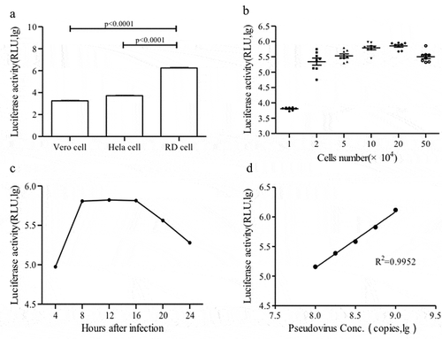 Figure 2. Optimization of the CV-A10 pseudovirus luciferase assay. (a) Infectivity of CV-A10 pseudovirus in different susceptible cell lines. (b) Determination of optimal RD cell density. (c) Reaction time optimization. (d) CV-A10 pseudovirus infection linearity. Serially diluted CV-A10 pseudovirus was mixed with RD cells, and luciferase activity was measured at 10 h post-0infection. Points beyond the linear range were excluded.