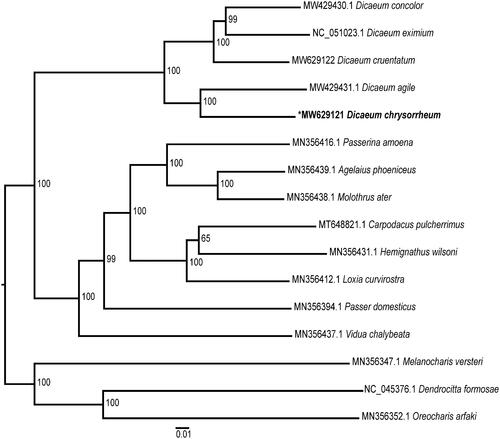 Figure 1. The maximum-likelihood (ML) tree constructed using mitochondrial genome sequences from Dicaeum chrysorrheum and 15 other Passeroidea species. Bootstrap values based on 1000 replicates are shown for each node.