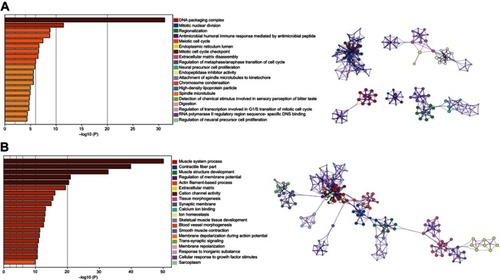 Figure 3 GO results of the intersecting upregulated (A) and downregulated (B) mRNAs. The relationships among the enriched clusters from the GO analysis were visualized using Metascape.Abbreviation: GO, Gene Ontology.