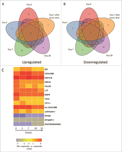Figure 3. Comprehensive analyses and dynamic changes of the DEGs identified in non-responder and responder groups at 5 different time points. (A-B) Venn diagrams indicated the numbers of persistent up- or down-regulated expressed genes in non-responders at all time points, compared with responders. (C) Heat map showed the fold change of 11 up-regulated and 3 down-regulated DEGs in non-responders with persistent significant expression at all 5 time points, compared with responders. The change threshold was set to 2-fold.