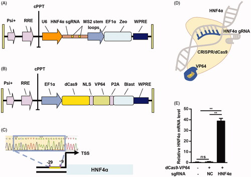Figure 2. Activation of HNF4α gene by CRISPR/dCas9-VP64. (A) Schematic representation of the lentivirus expressing HNF4α sgRNA; (B) schematic representative of the lentivirus expressing dCas9; (C) sequencing result of the HNF4α sgRNA vector construction; (D) illustration of the CRISPR/dCas9-VP64 mediated activation of HNF4α; (E) expression of HNF4α mRNA in HSCs treated as indicated was analyzed by qPCR. Negative control served as NC. Data are expressed as mean ± SEM of three different experiments. **p < .01.