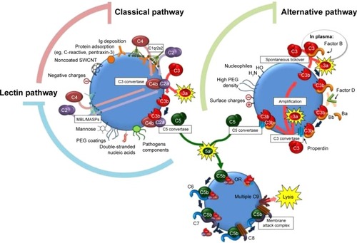 Figure 2 Illustration of the three pathways of complement activation-related pseudoallergy induction.Notes: Republished with permission of ELSEVIER BV from Interactions of nanomaterials and biological systems: implications to personalized nanomedicine. Zhang XQ, Xu X, Bertrand N, Pridgen E, Swami A, Farokhzad OC. 2012;64(13); permission conveyed through Copyright Clearance Center, Inc.Citation105Abbreviations: Ig, immunoglobulin; PEG, polyethylene glycol; SWCNT, single-walled carbon nanotubes; MBL, mannose binding lectin; MASPs, mannose-binding lectin-associated serin protease.
