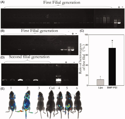 Figure 3. Genotype analysis of the first- and the second generations of founder mice derived from TMGT. (A, B) Demonstration of PCR analysis of plasmid encoding GFP integration in the chromosomes of offspring derived from some of the founder mice tail tissue. A: BPDs; B: liposome. (C) The ratios of heterozygous in the first filial between BPD and Lipo-DNA treatments, of which the ratio in BPDs was 6 times higher than the Lipo-DNA group (73.8% versus 11.6%, p < 0.05). (D) Demonstration of the genotypes of the second generation of founder mice after BPD injection. It showed that transgene can be successfully inherited by the second filial after inbreeding of the first filial. (E) Demonstration of the transgene that was expressed in some of the tissues of the second filial bodies after inbreeding of the first filials, as was approved by Kodak Image Station In-Vivo FX system. These transgene mice came from the founder mice No. 1.