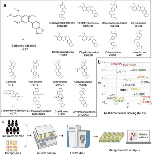 Figure 1. Screening berberine and its analogs against the gut microbiome. (a) Structures, chemical names, and abbreviations of berberine and its analogs involved in this study; (b) Analysis of compounds by structural and property similarity. Multidimensional scaling (MDS) was performed using ChemMine, http://chemmine.ucr.edu/; (c) In vitro culturing and metaproteomics-based approach to study microbiome response to berberine analogs.