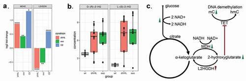 Figure 2. (a). Changes of gene expressions of MDH and L2HGDH enzymes responsible for 2-hydroxyglutarate synthesis and degradation. Y-axis indicates log fold-change of gene expression in VHL mutants, rescued VHL mutants with exogenic expression of VHL and Caki-1 cells in hypoxic conditions, all compared to Caki-1 cells in normoxic conditions. DESeq2 p-values corrected for multiple testing (FDR) are indicated as follows: **** P < 0.0001; *** P < 0.001; ** P < 0.01; * P < 0.05. (b). Concentrations of L and D isomers of 2-hydroxyglutarate measured by mass-spectrometry. (c). Proposed mechanism of DNA hypermethylation in VHL mutants. Green arrows indicate the increase of gene expression of all enzymes involved in glycolysis and MDH after VHL inactivation. Red arrow indicates decreased expression of L2HGDH. Increased concentrations of L- and D- hydroxyglutarate in VHL mutants lead to the inhibition of TET enzymes and DNA hypermethylation.